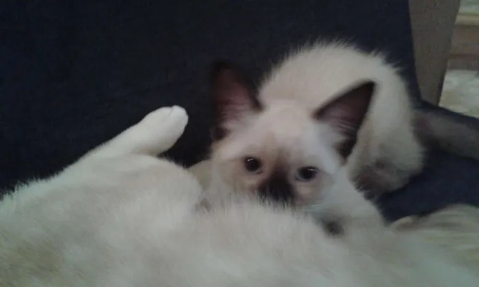 Gato ra a Siamês idade 7 a 11 meses nome Nina