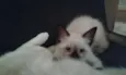 Nina