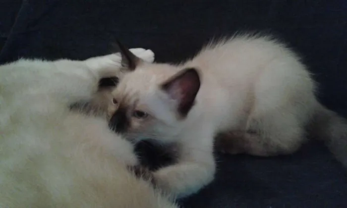 Gato ra a Siamês idade 7 a 11 meses nome Nina