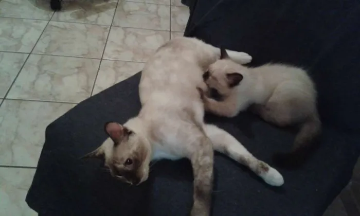 Gato ra a Siamês idade 7 a 11 meses nome Nina