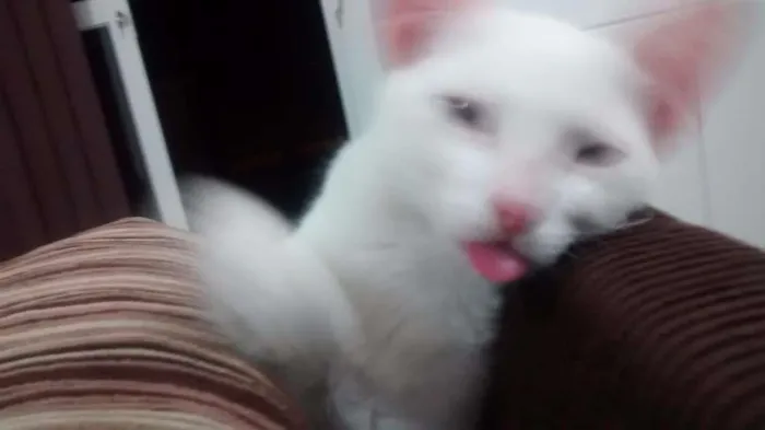 Gato ra a comum idade 1 ano nome pompom