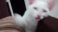 pompom