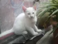 Floquinho