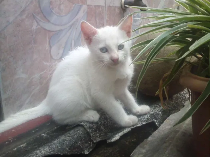 Gato raça não tem idade 2 a 6 meses nome Floquinho