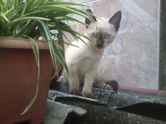 Gato raça Não tem idade 2 a 6 meses nome Café