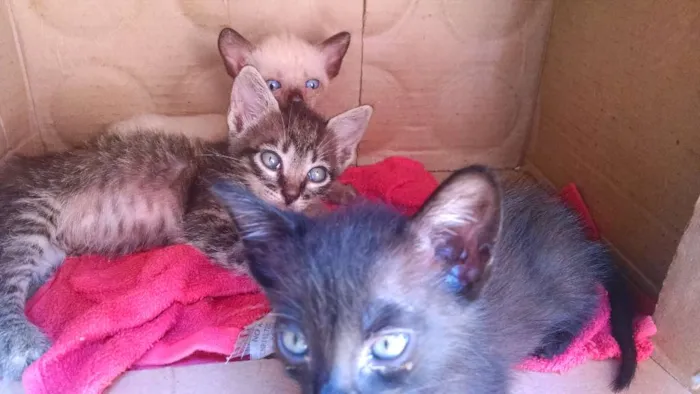 Gato ra a  idade 2 a 6 meses nome Sem nome