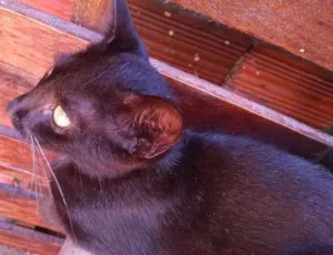 Gato raça  idade  nome Salem