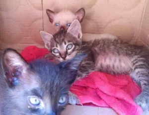Gato raça  idade 2 a 6 meses nome Sem nome