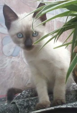 Gato raça Não tem idade 2 a 6 meses nome Café