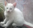 Floquinho
