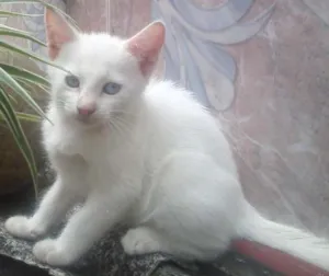 Gato raça não tem idade 2 a 6 meses nome Floquinho