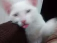 pompom