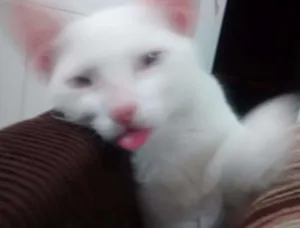 Gato raça comum idade 1 ano nome pompom