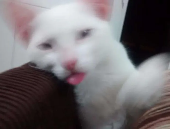 Gato ra a comum idade 1 ano nome pompom