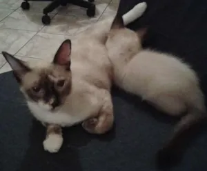 Gato raça Siamês idade 7 a 11 meses nome Nina