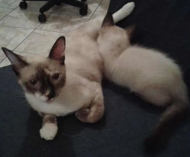 Gato ra a Siamês idade 7 a 11 meses nome Nina