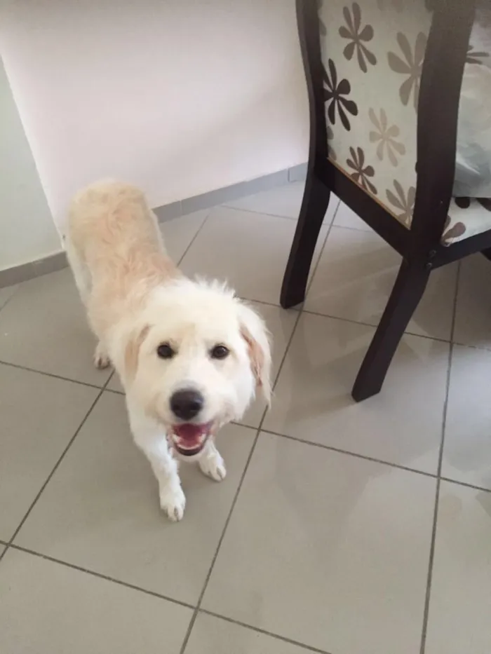 Cachorro raça Srd  idade 1 ano nome Channel