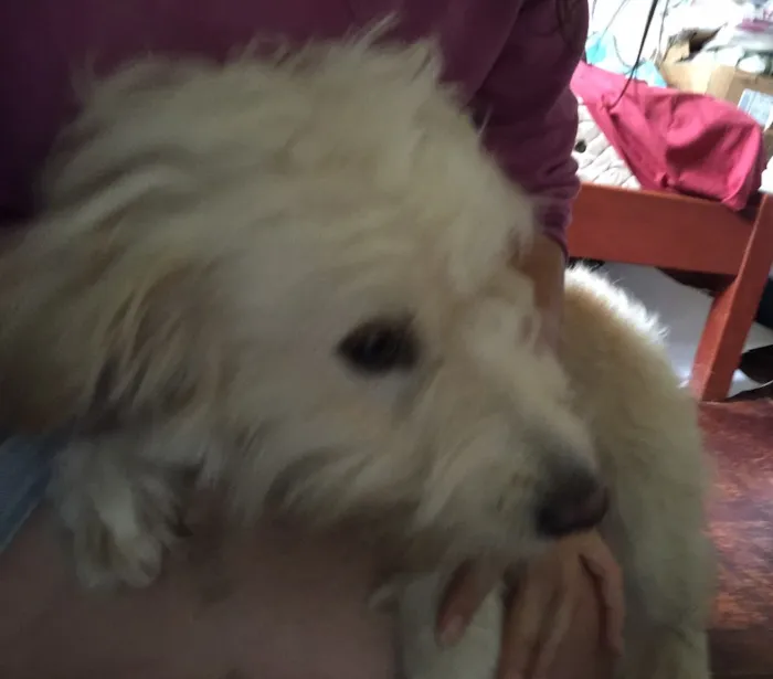 Cachorro raça Srd  idade 1 ano nome Channel