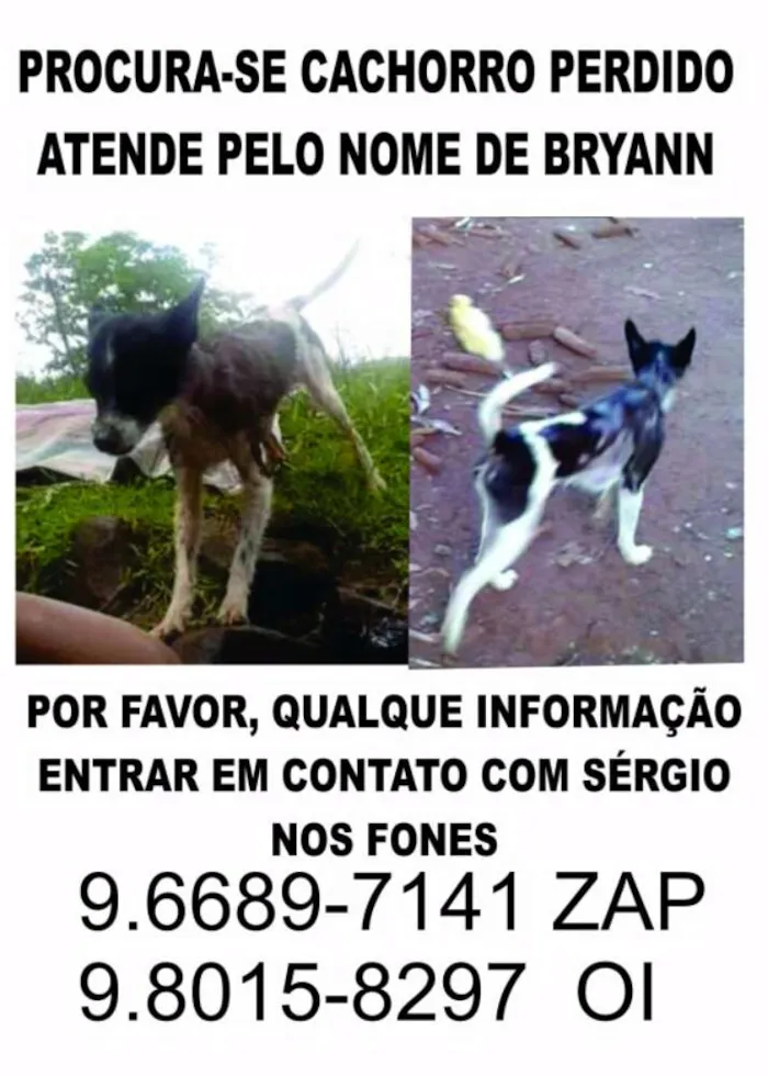 Cachorro ra a Pinsher idade 6 ou mais anos nome Bryann