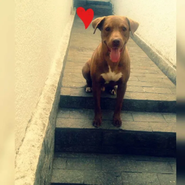 Cachorro ra a Mestiço Pit-Labrador idade 6 ou mais anos nome Benny