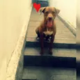 Benny
