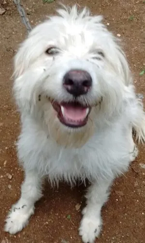 Cachorro raça Srd  idade 1 ano nome Channel