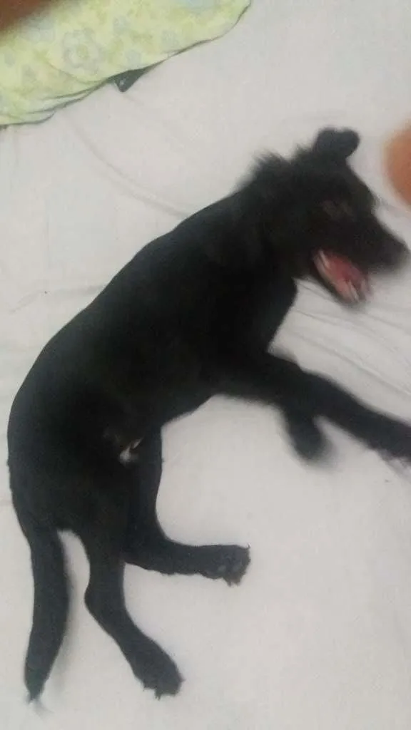 Cachorro ra a Labrador idade 2 a 6 meses nome Thomé