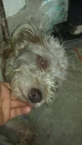 molly