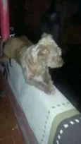 molly