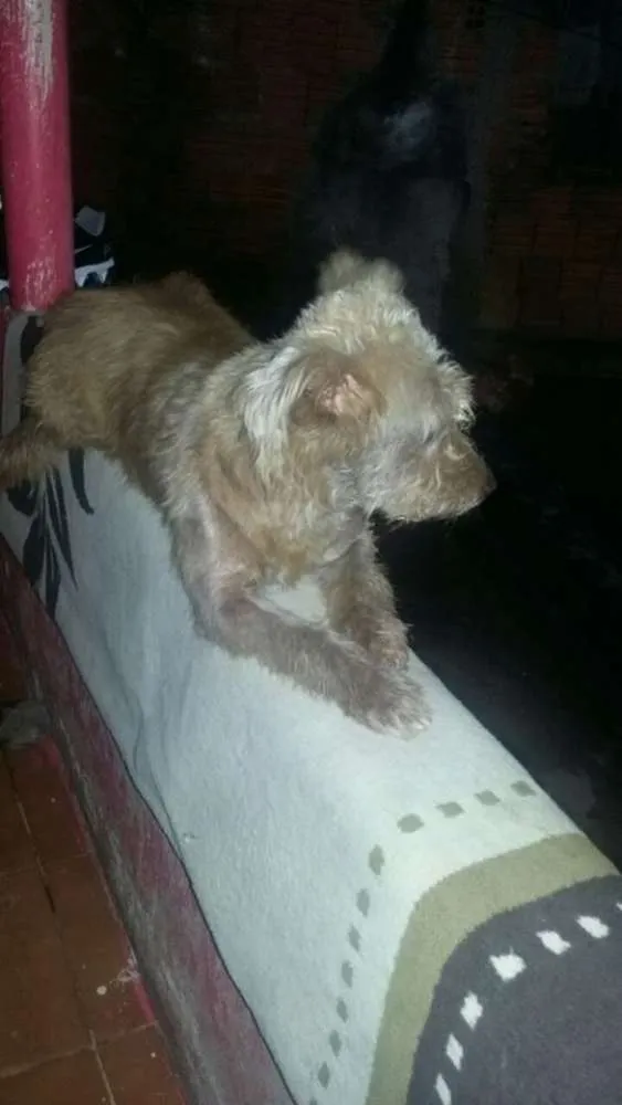 Cachorro ra a srd idade 2 anos nome molly