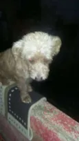 molly