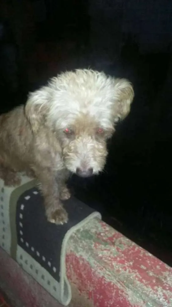 Cachorro ra a srd idade 2 anos nome molly