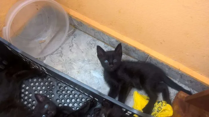 Gato ra a vira lata idade Abaixo de 2 meses nome não tem
