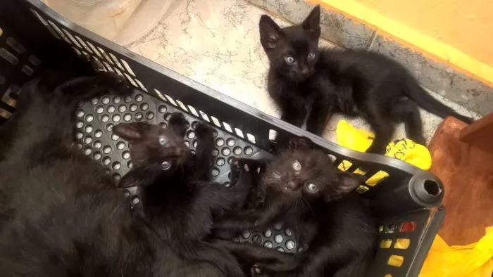 Gato ra a vira lata idade Abaixo de 2 meses nome não tem