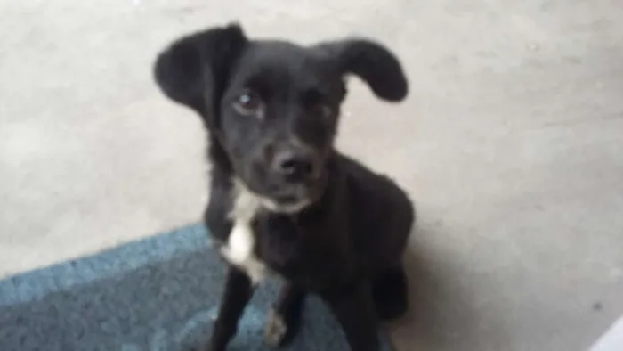 Cachorro ra a SRD idade 2 a 6 meses nome Pretinha