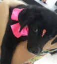Pretinha
