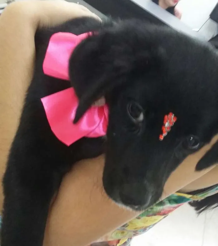 Cachorro ra a SRD idade 2 a 6 meses nome Pretinha