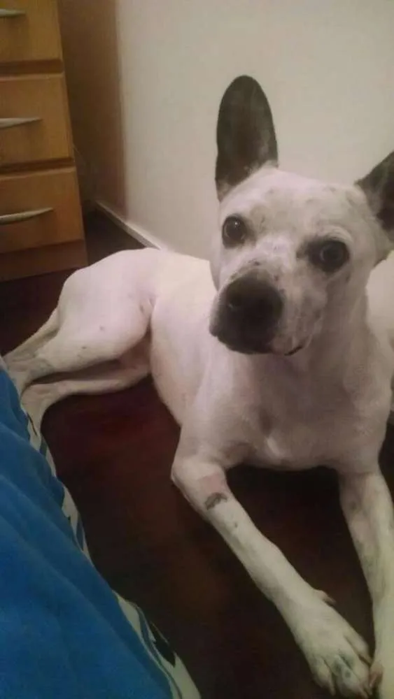 Cachorro ra a SRD idade 1 ano nome Marvin