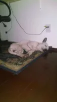 Marvin