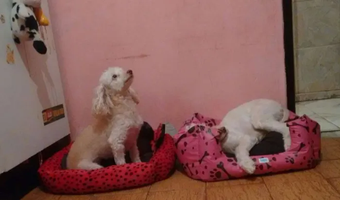 Cachorro raça Poodle e poodle com coque spain idade 5 anos nome Mel e Chqiuinha