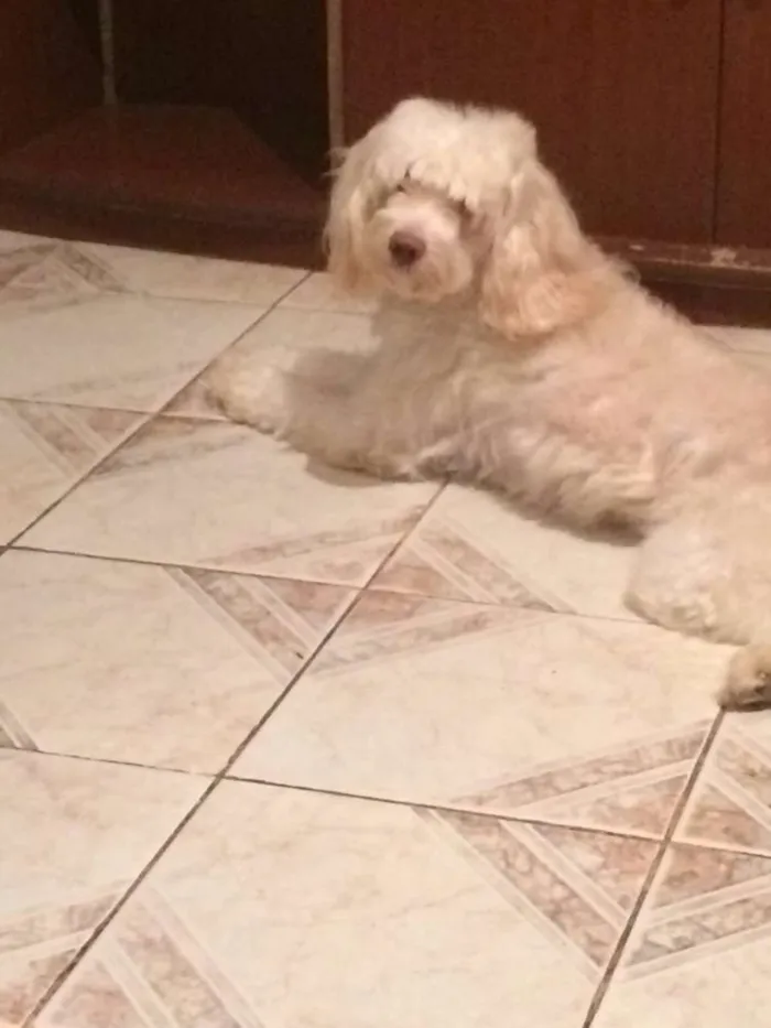 Cachorro raça Poodle e poodle com coque spain idade 5 anos nome Mel e Chqiuinha