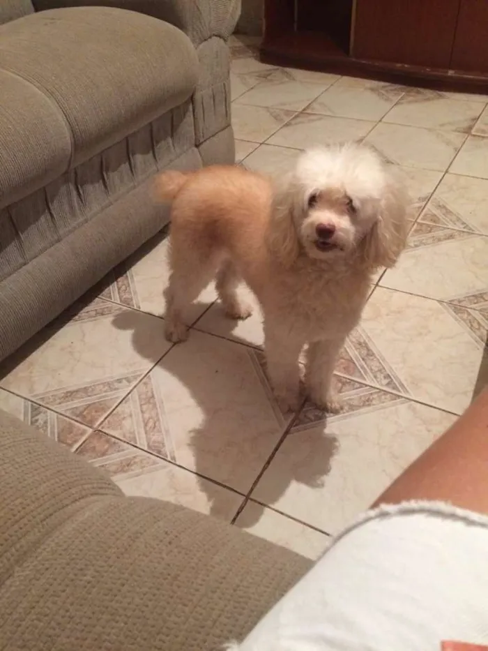 Cachorro raça Poodle e poodle com coque spain idade 5 anos nome Mel e Chqiuinha