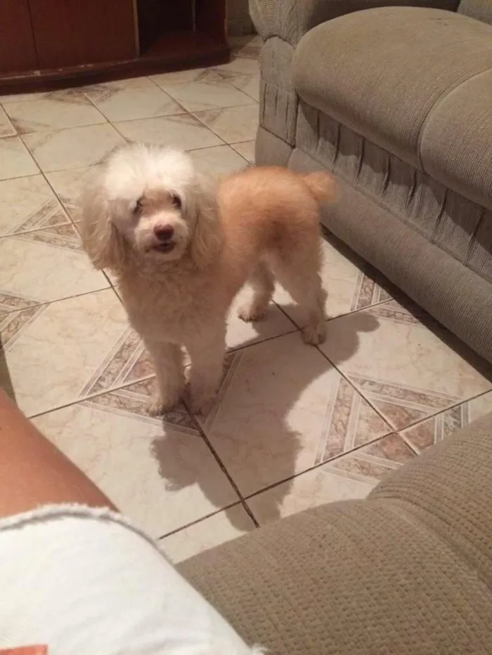 Cachorro raça Poodle e poodle com coque spain idade 5 anos nome Mel e Chqiuinha