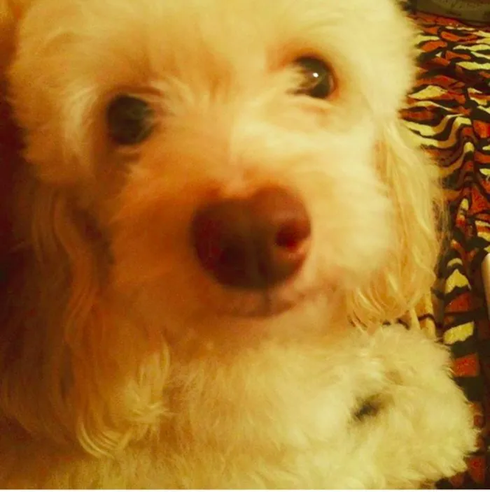 Cachorro raça Poodle e poodle com coque spain idade 5 anos nome Mel e Chqiuinha