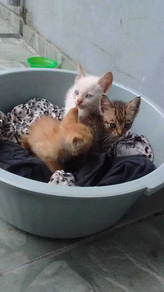 Gato ra a  idade 2 a 6 meses nome Sem nome