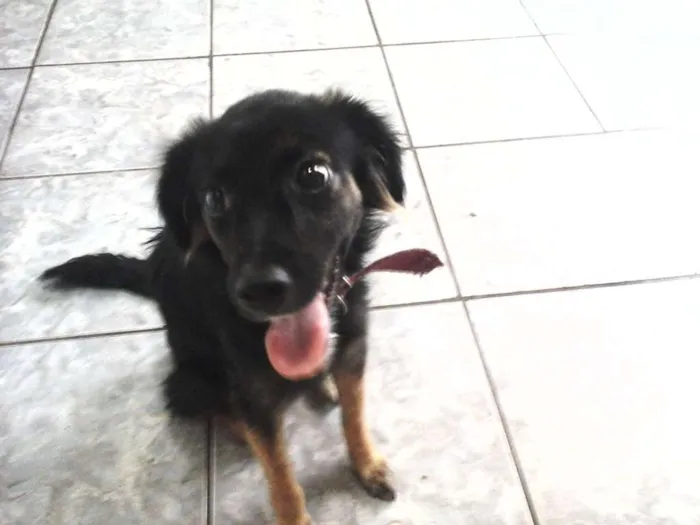 Cachorro ra a  idade 7 a 11 meses nome Nina