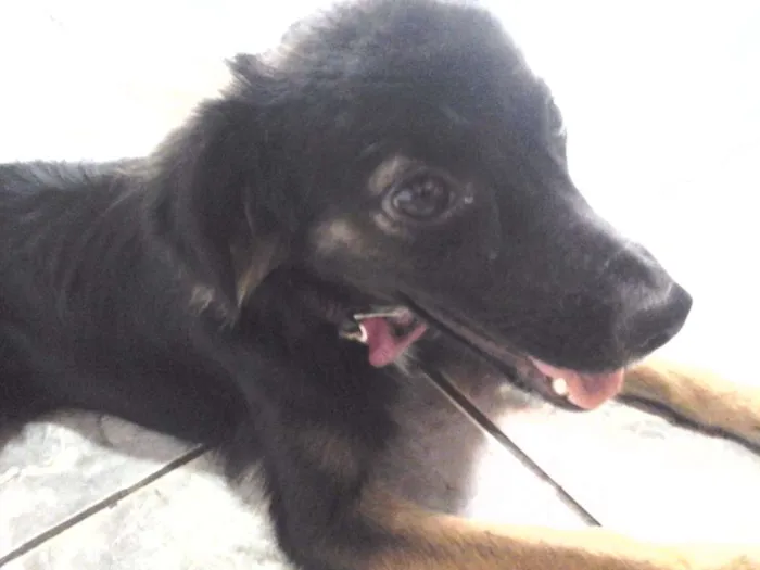 Cachorro ra a  idade 7 a 11 meses nome Nina