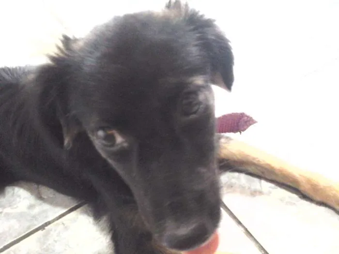 Cachorro ra a  idade 7 a 11 meses nome Nina