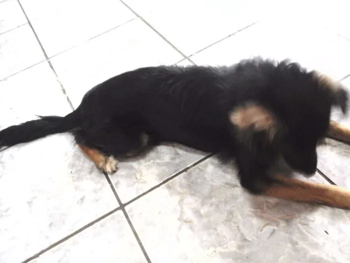 Cachorro ra a  idade 7 a 11 meses nome Nina