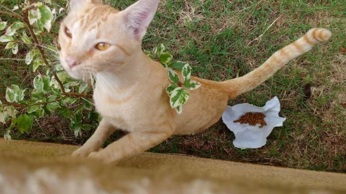 Gato ra a Sem raça idade 7 a 11 meses nome Laranjinha